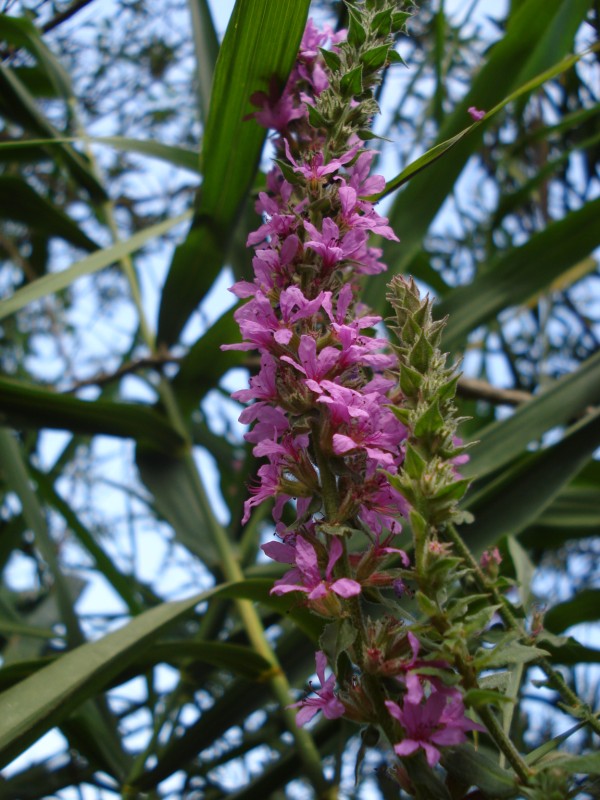 Lythrum salicaria / Salcerella comune